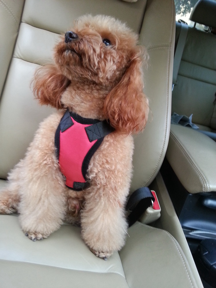 רתמת בטיחות לכלבים עם חגורת בטיחות