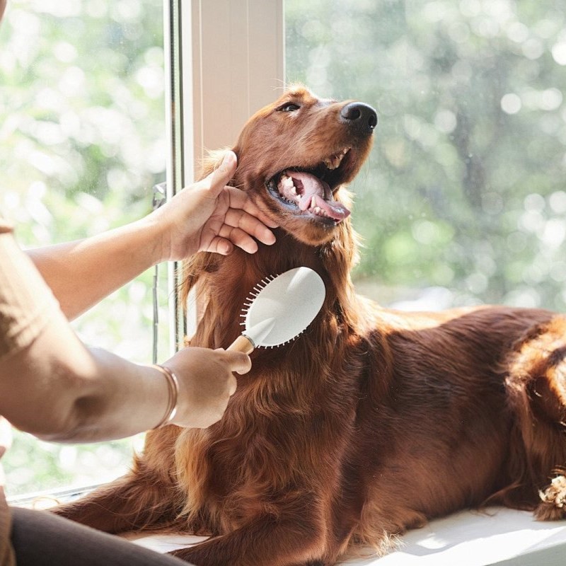 pin brush pet grooming