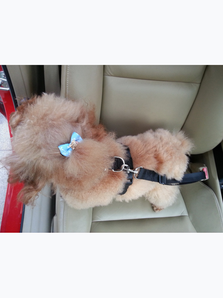 Dog Safety Harness With Seat Belt 